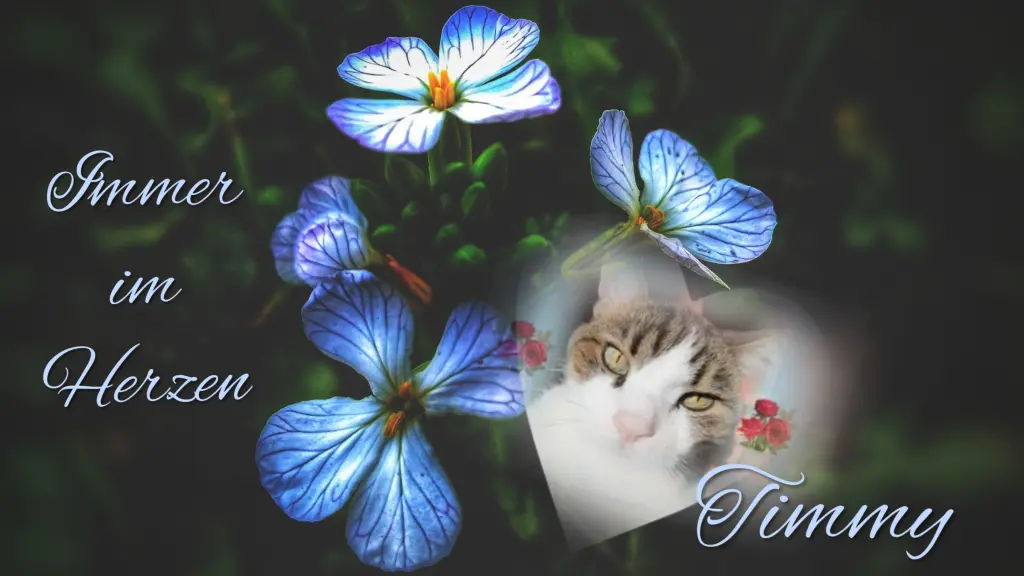 Condolence image of Gaby mit Snowy im Herzen