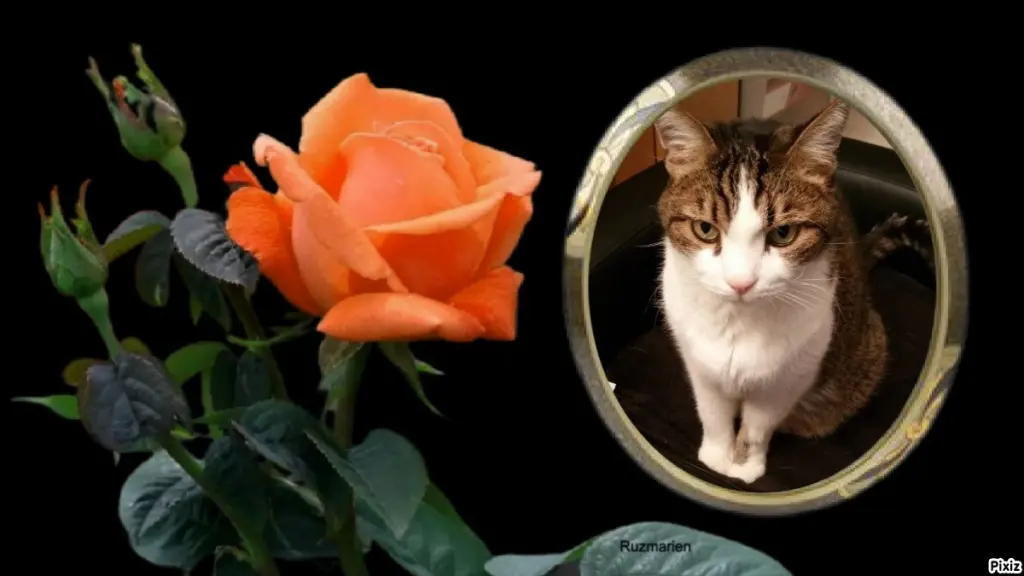 Condolence image of Sternchenpost ⭐