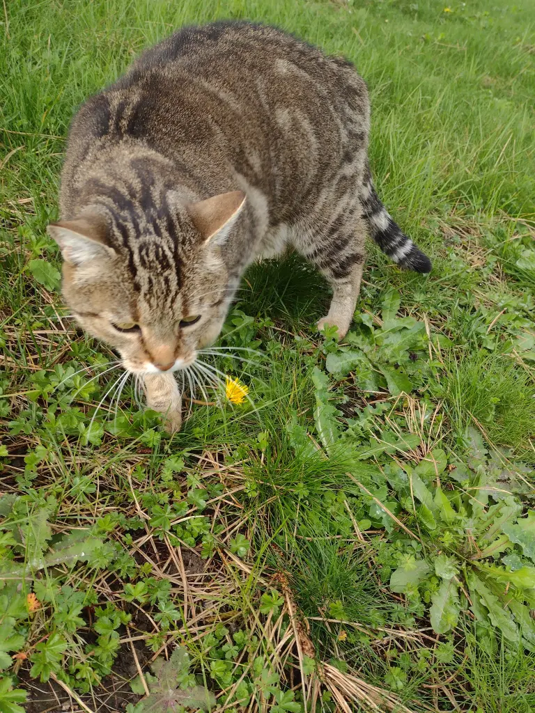 Condolence image of Corinna mit Emma, Jengi, Pummelchen und anderen Sternleine im Herzen