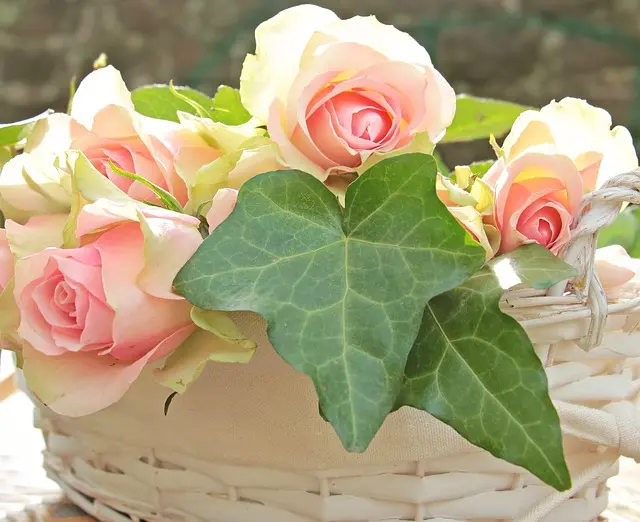 Condolence image of Anja mit Maja & Gräuli im  ༺❤️༻