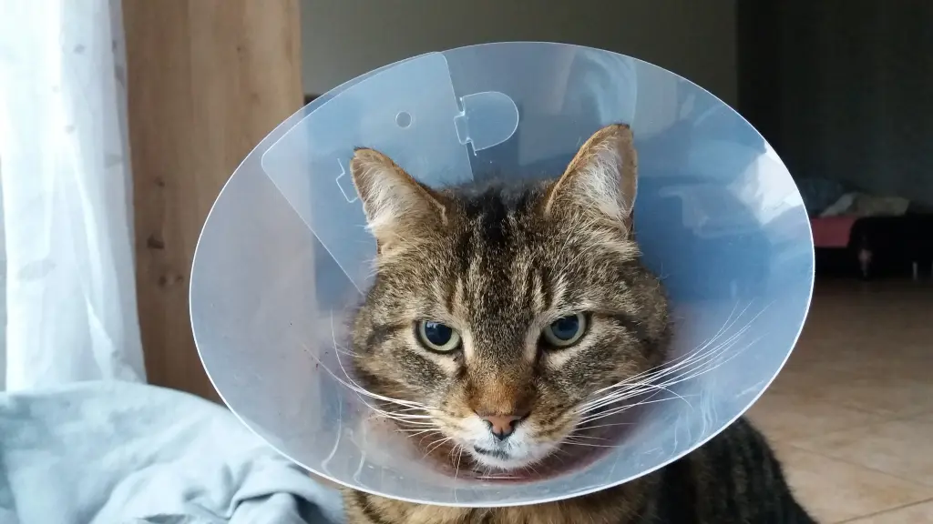 Condolence image of Snoopy❤Pünktchen