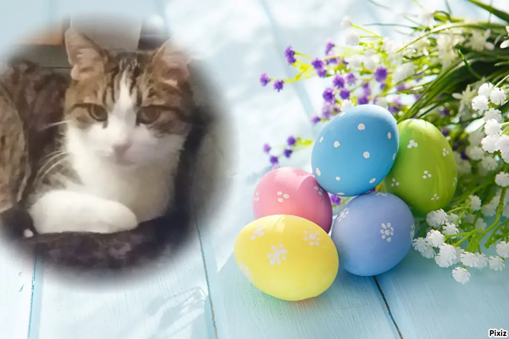 Condolence image of Deine Katzenmutti Tanja ❤