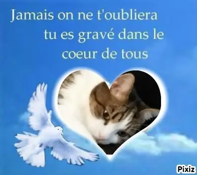 Condolence image of Deine Katzenmutti Tanja ❤