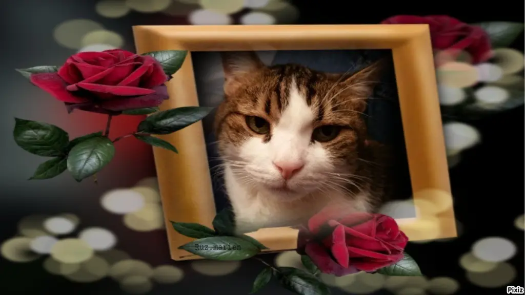 Condolence image of Sternchenpost ⭐