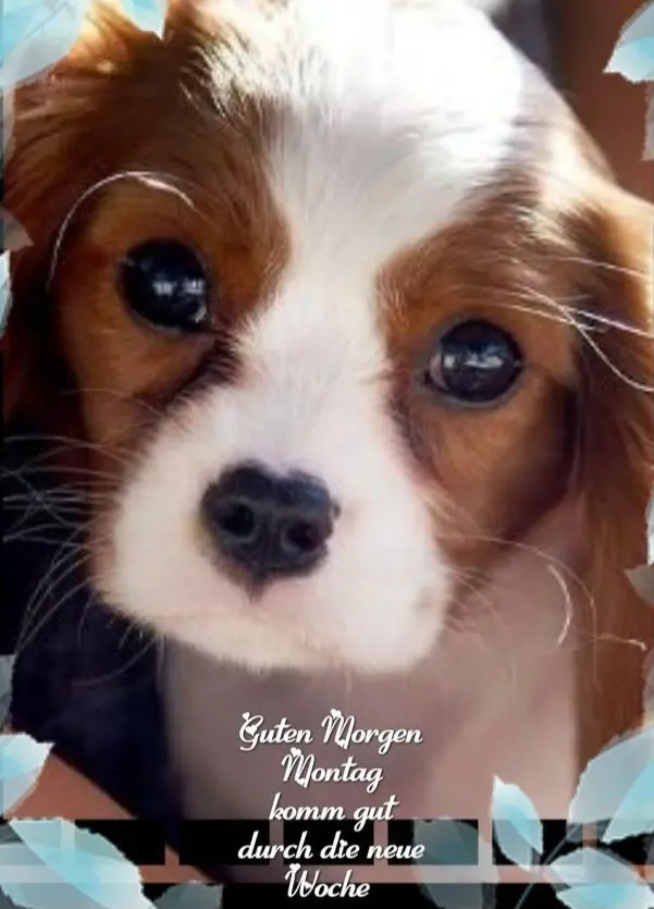 Condolence image of Claudia mit ASKO❤️