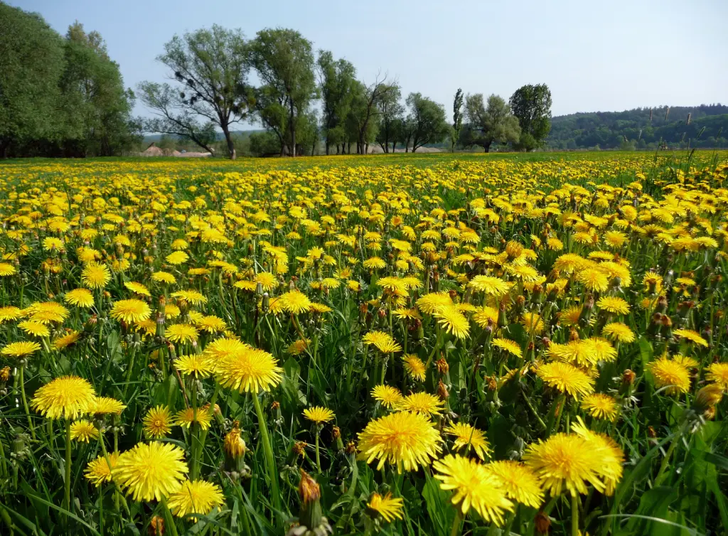 Condolence image of Sternchenpost ♥