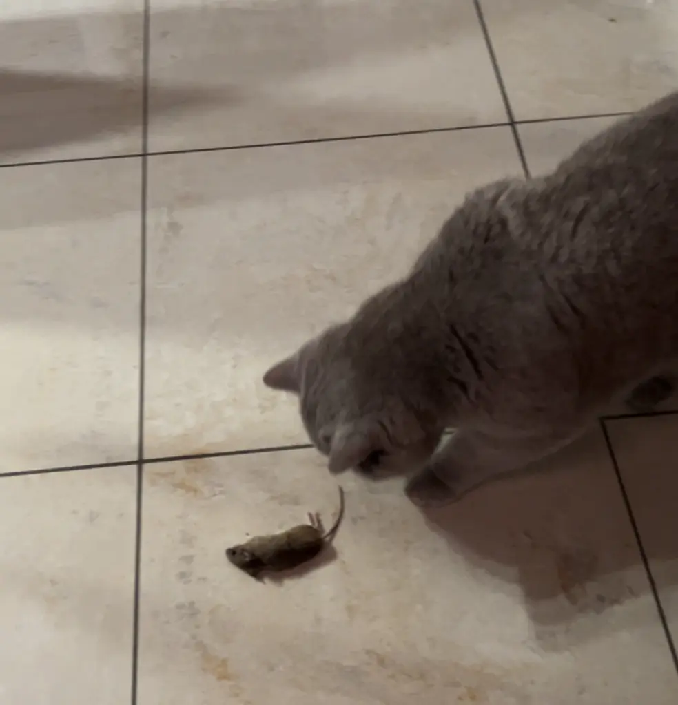 Condolence image of An Timmy und Tanja