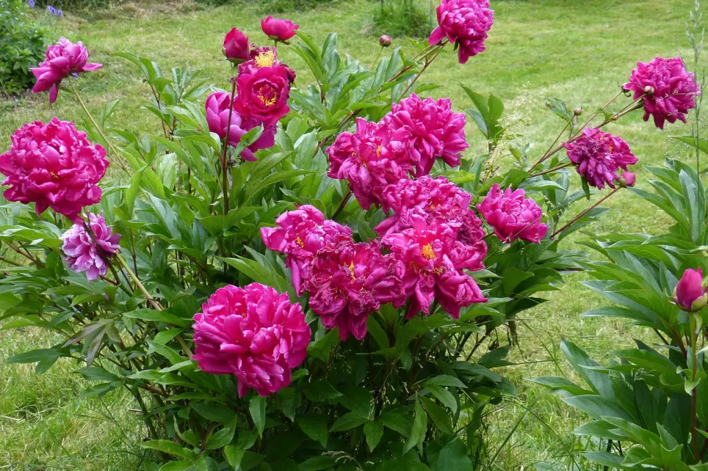 Condolence image of Gaby mit Snowy ❤️