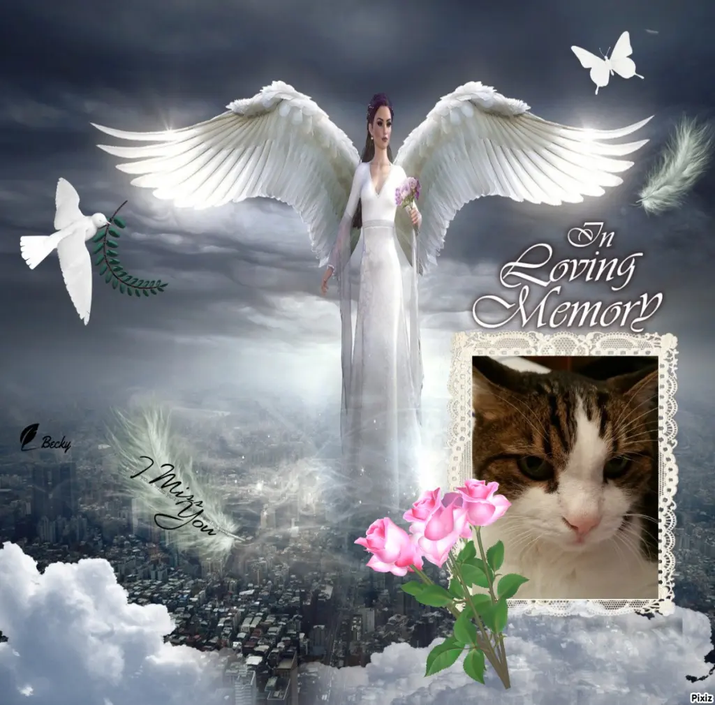 Condolence image of Deine Katzenmutti Tanja ❤