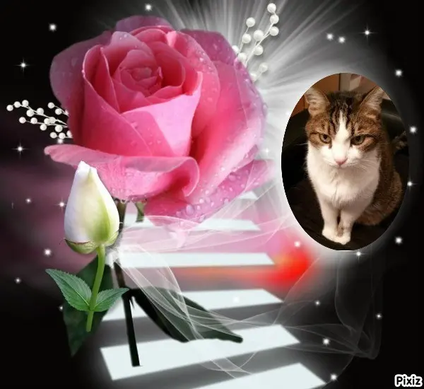 Condolence image of Sternchenpost ⭐