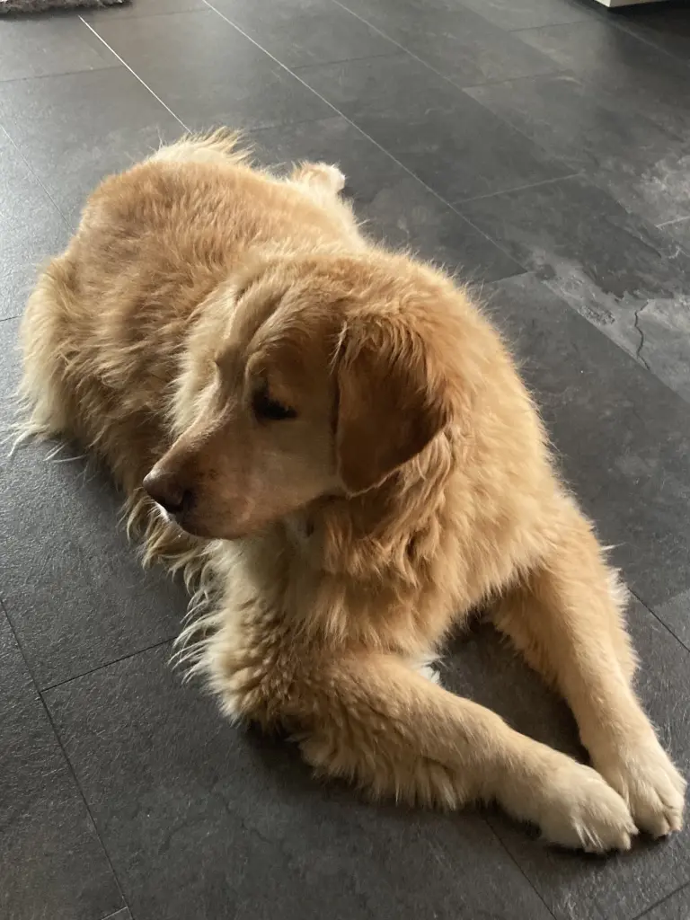 Condolence image of Angelika mit Luna ❤️