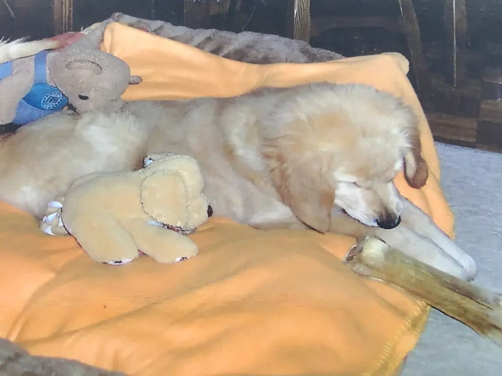 Condolence image of Angelika mit Luna ❤️