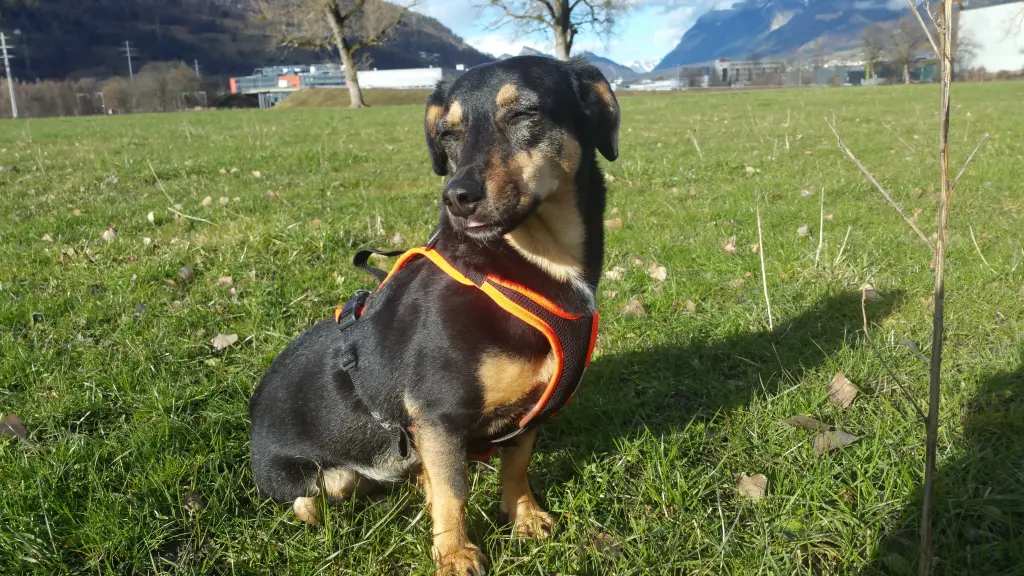 Condolence image of In Erinnerung  an Timmy