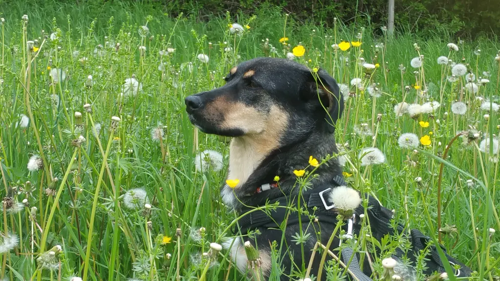 Condolence image of In Erinnerung  an Timmy