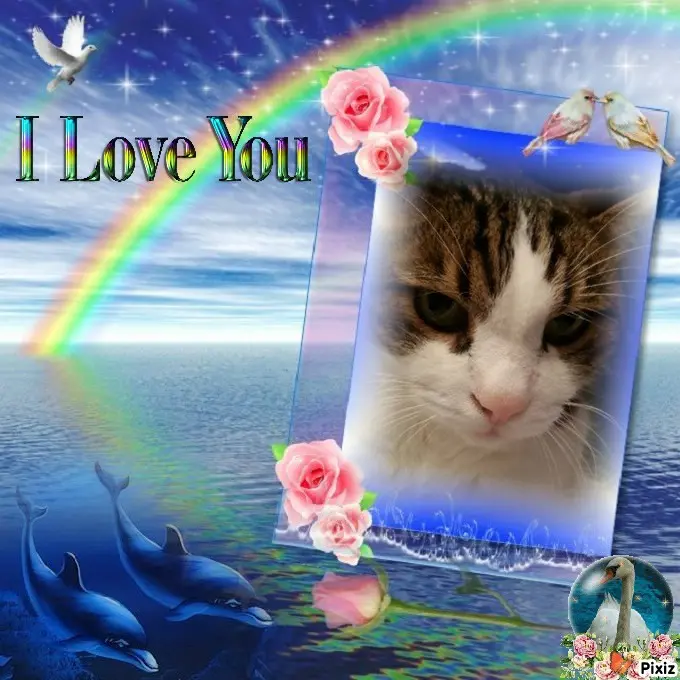 Condolence image of Deine Katzenmutti Tanja ❤