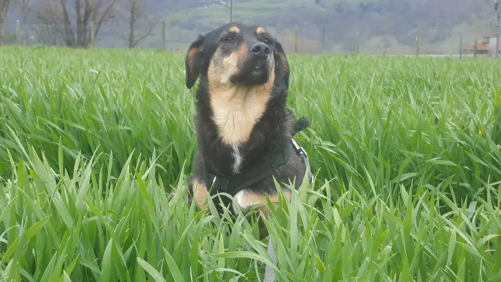 Condolence image of Für Timmy