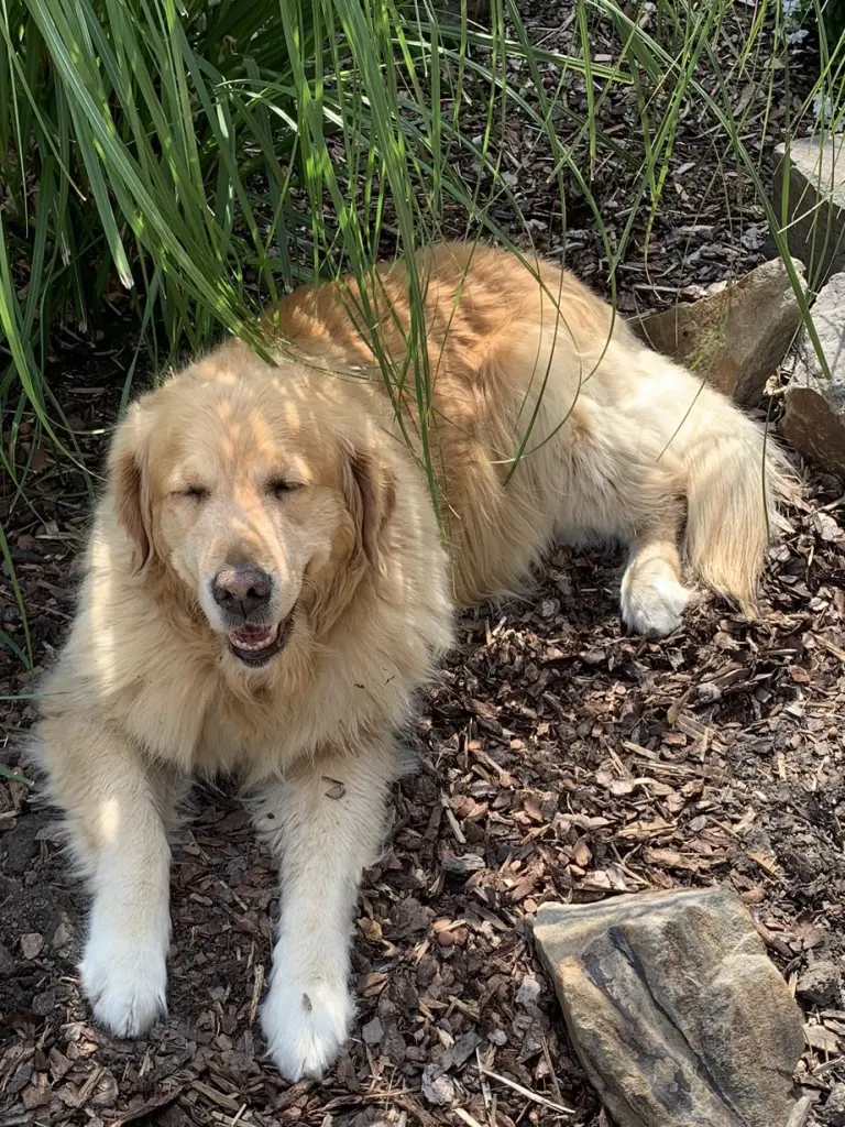 Condolence image of Angelika mit Luna ❤️