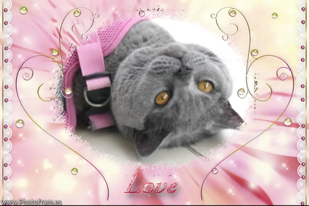 Condolence image of Carmen & Elea Eluanda