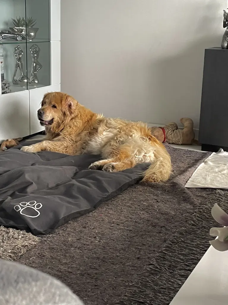 Condolence image of Angelika mit Luna ❤️