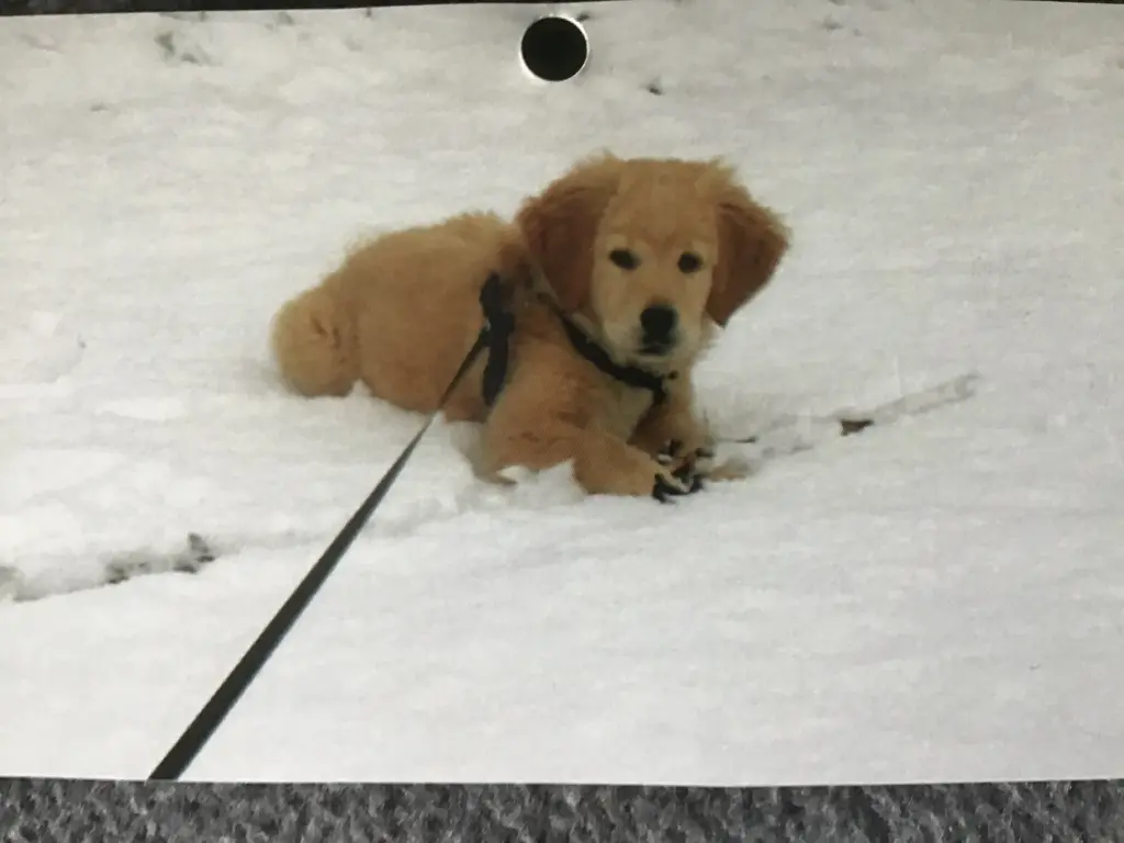 Condolence image of Angelika mit Luna ❤️