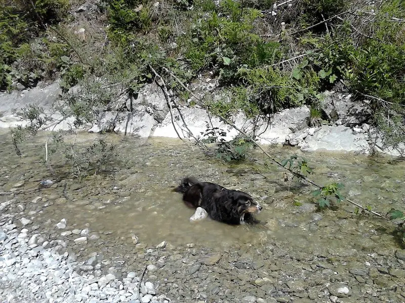Condolence image of Renate mit Artax"Bubele"ganz tief im Herzen