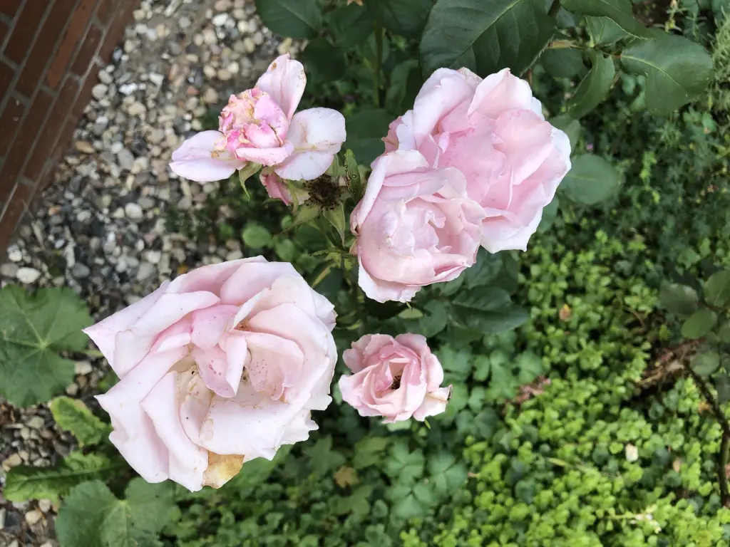 Condolence image of Heide mit Cita im Herzen❤️