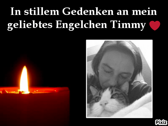 Condolence image of Deine Katzenmutti Tanja ❤