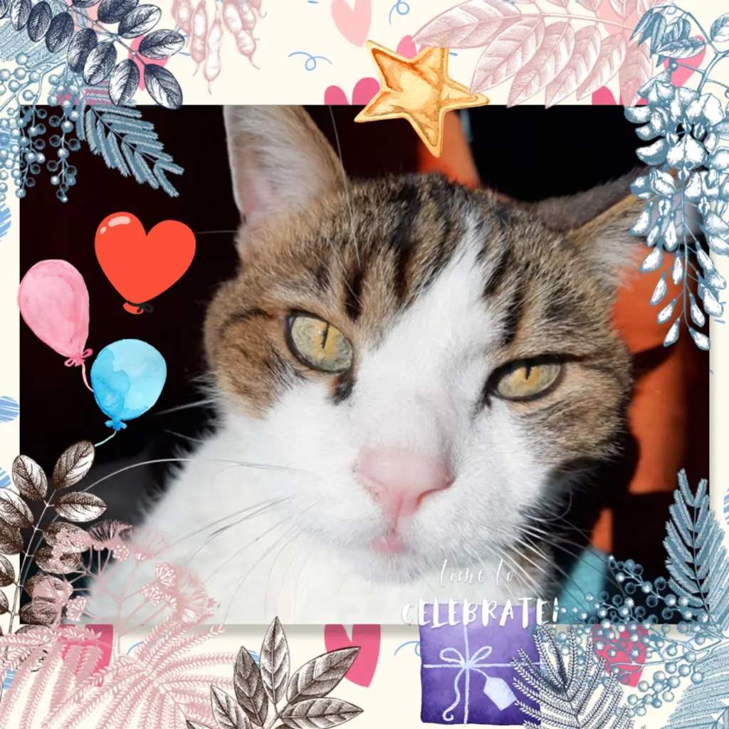 Condolence image of ❤️5. Sternchengeburtstag Timmy❤️