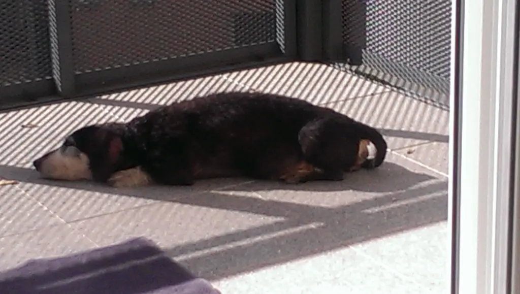 Condolence image of Thomas mit Sissi & X-Men im ❤en