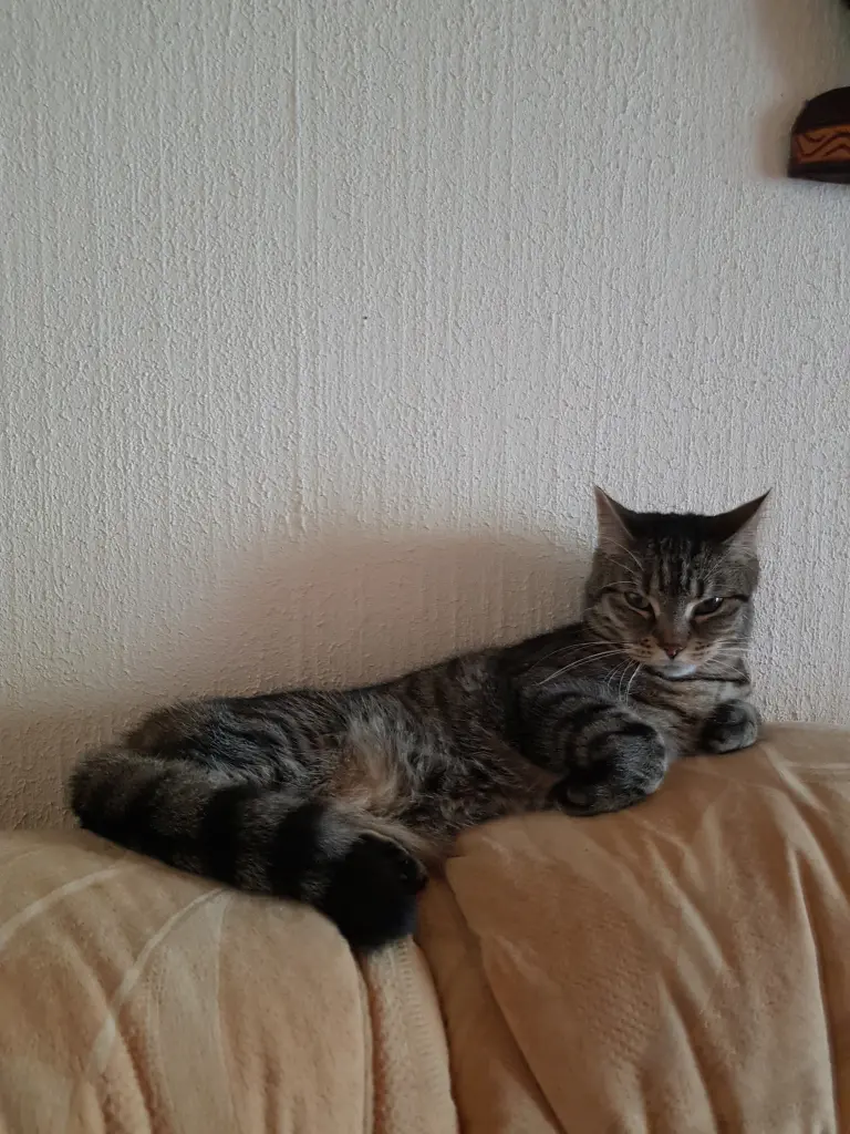 Condolence image of Silke mit Cassy, Joyce und Emma ganz tief im Herzen❤️