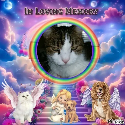 Condolence image of Deine Katzenmutti Tanja ❤