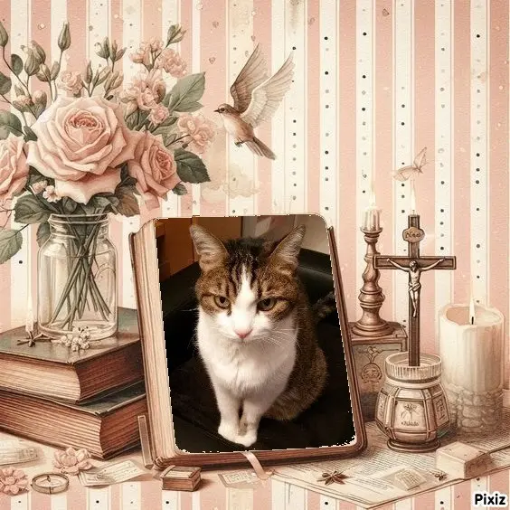 Condolence image of Sternchenpost ⭐