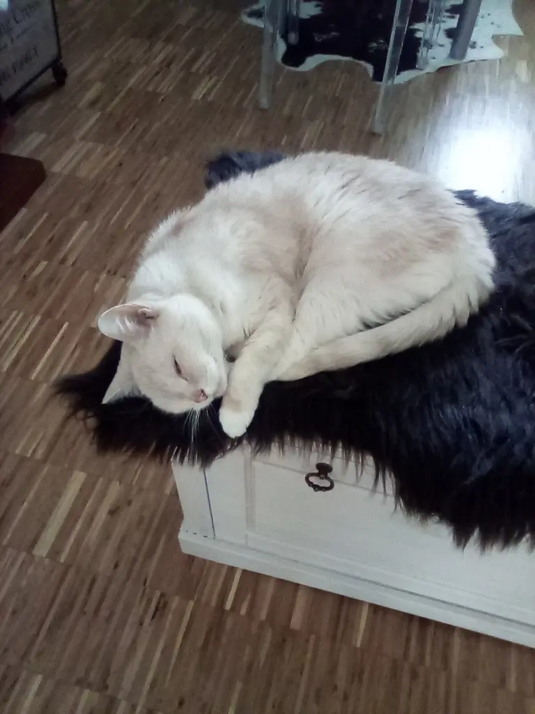 Condolence image of Beate mit Elvis im Herzen ❤