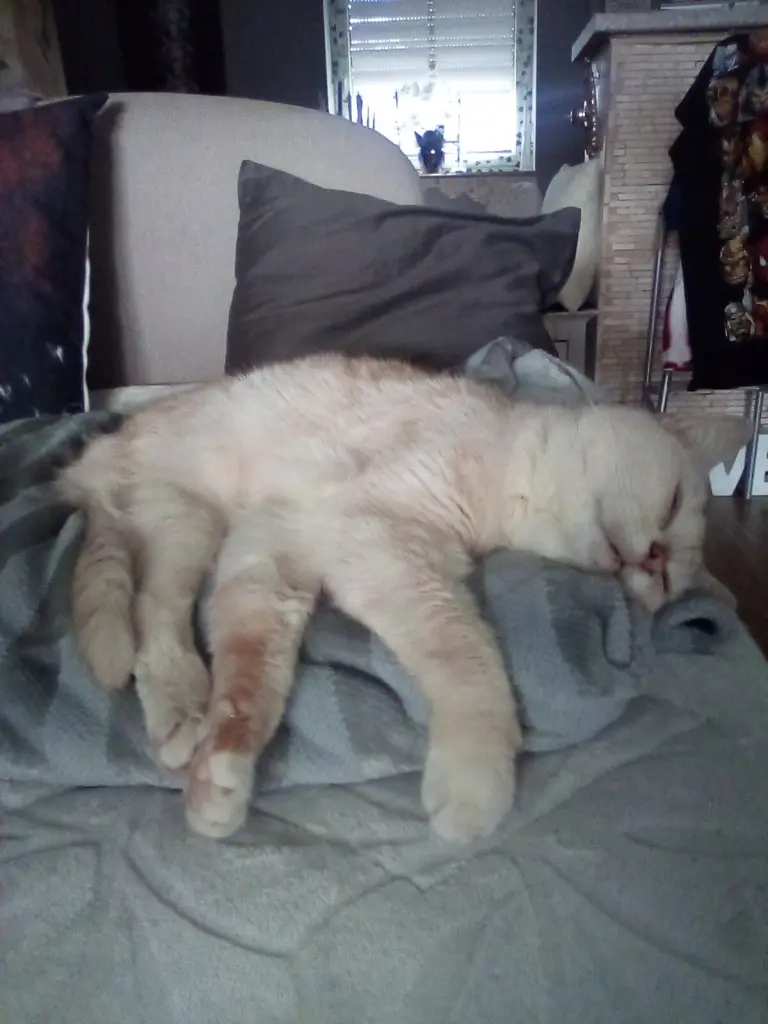 Condolence image of Beate mit Elvis im Herzen ❤