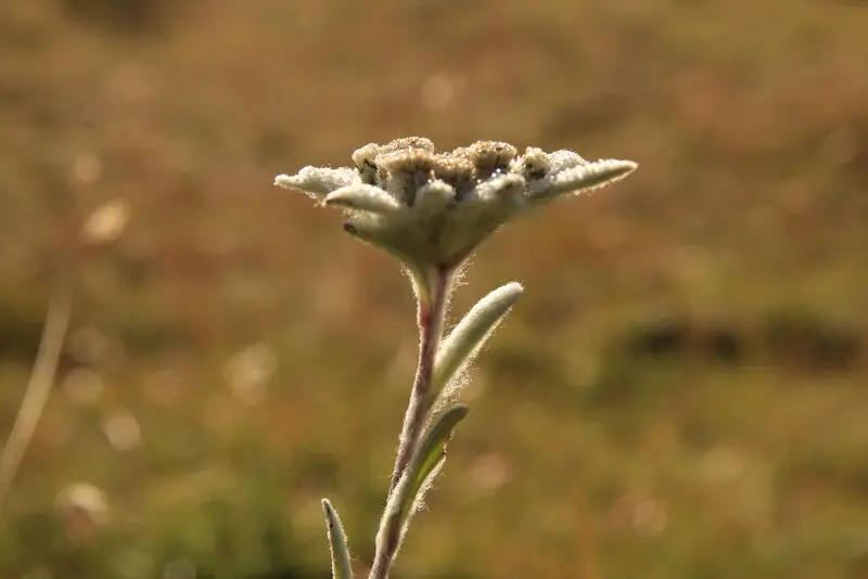Condolence image of Konni mit Mayte ganz tief im Herzen ❤️