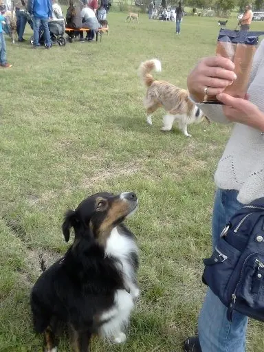 Condolence image of Renate mit Artax"Bubele"ganz tief im Herzen