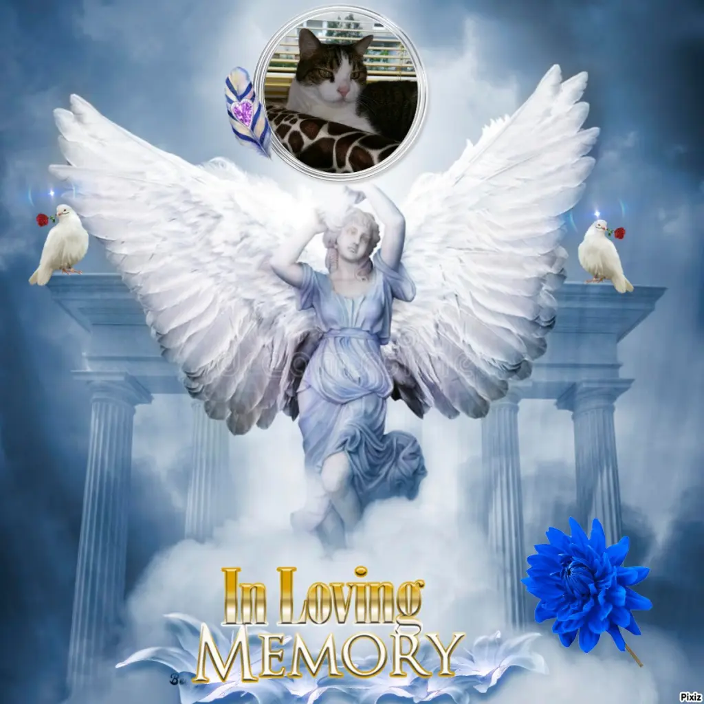 Condolence image of Deine Katzenmutti Tanja ❤