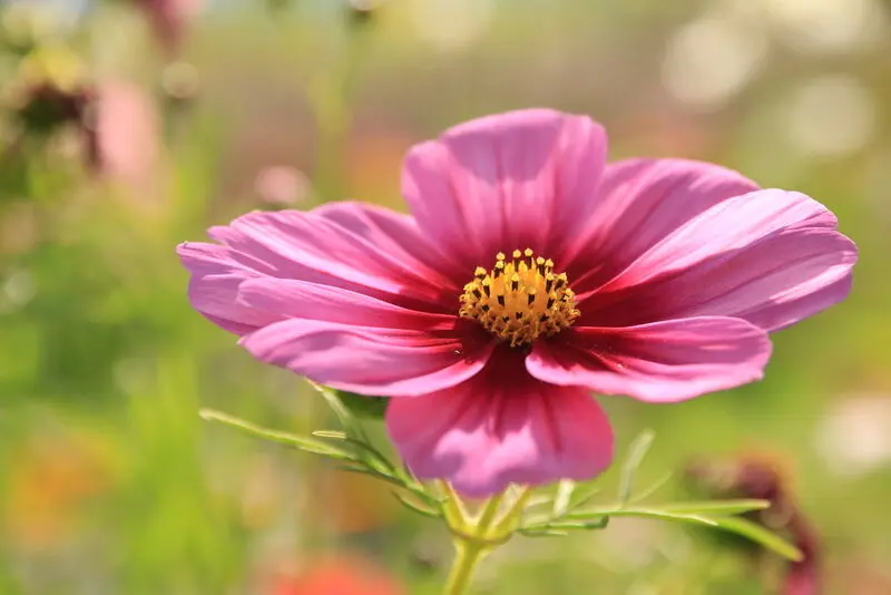 Condolence image of Konni mit Mayte ganz tief im Herzen ❤️