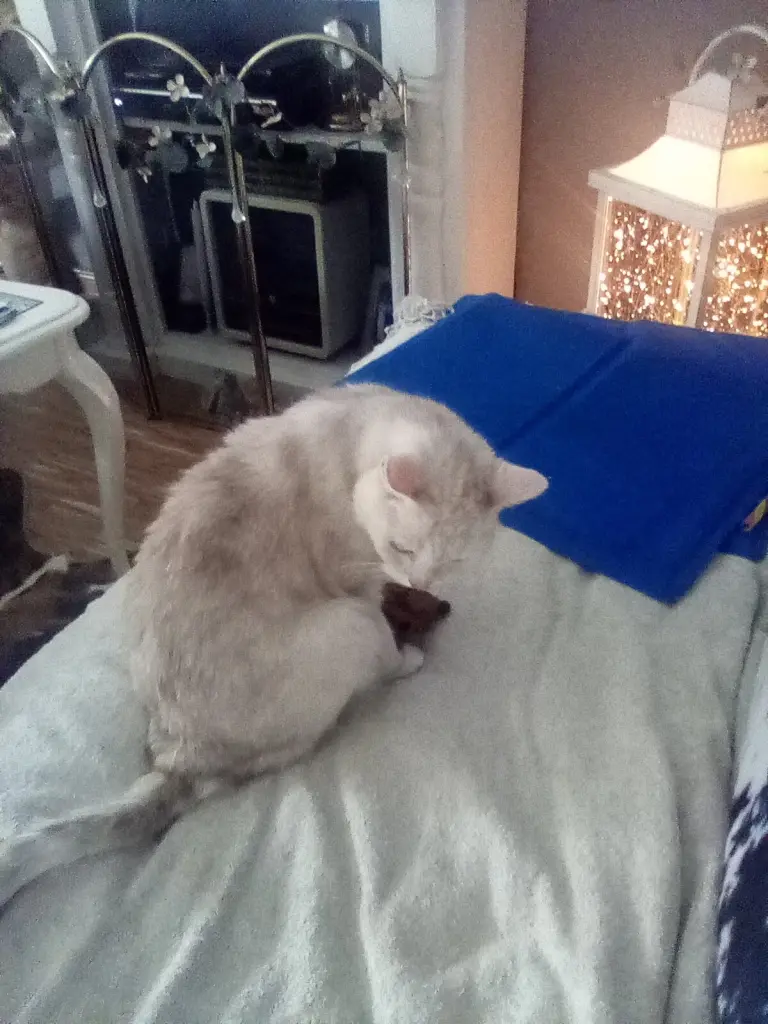 Condolence image of Beate mit Elvis im Herzen ❤