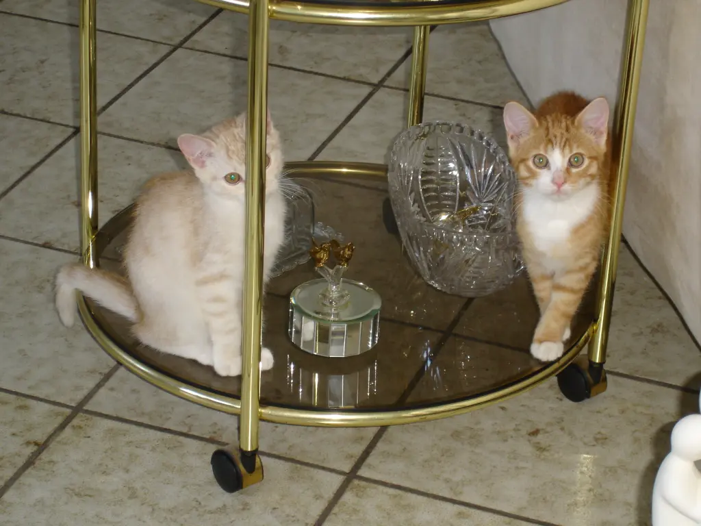 Condolence image of Beate mit Elvis im Herzen ❤