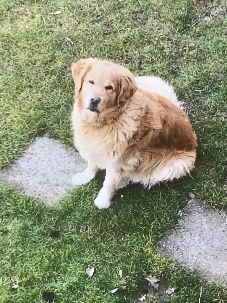 Condolence image of Angelika mit Luna ❤️