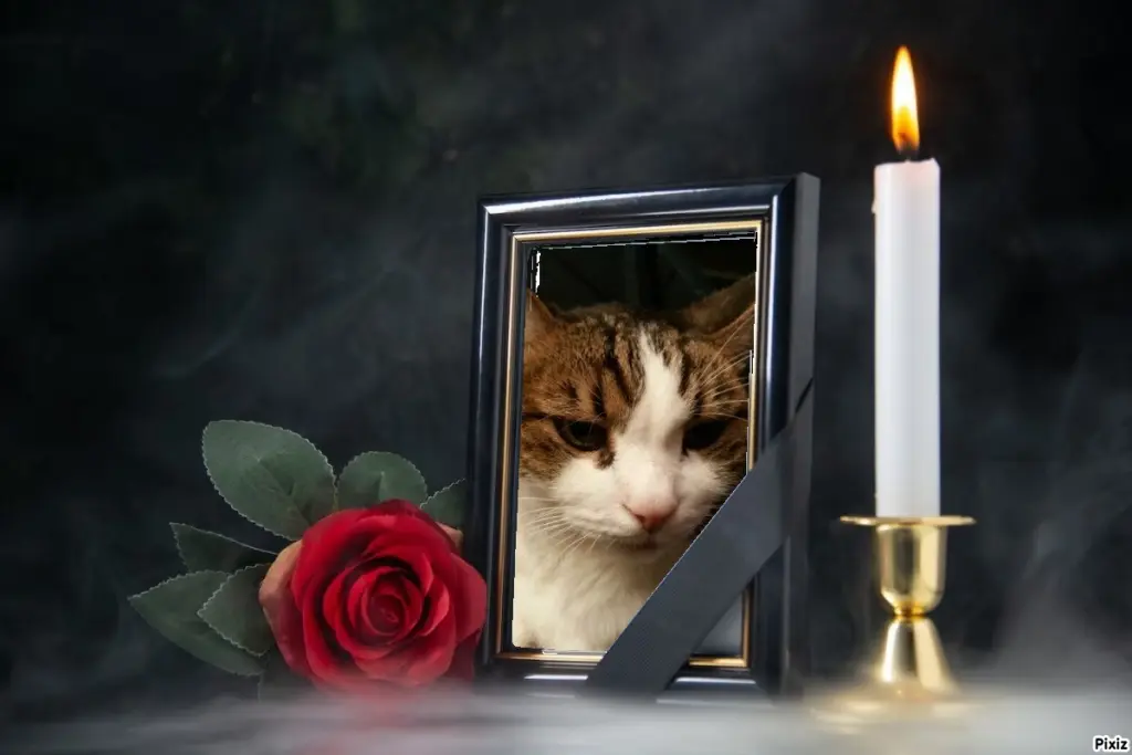 Condolence image of Deine Katzenmutti Tanja ❤