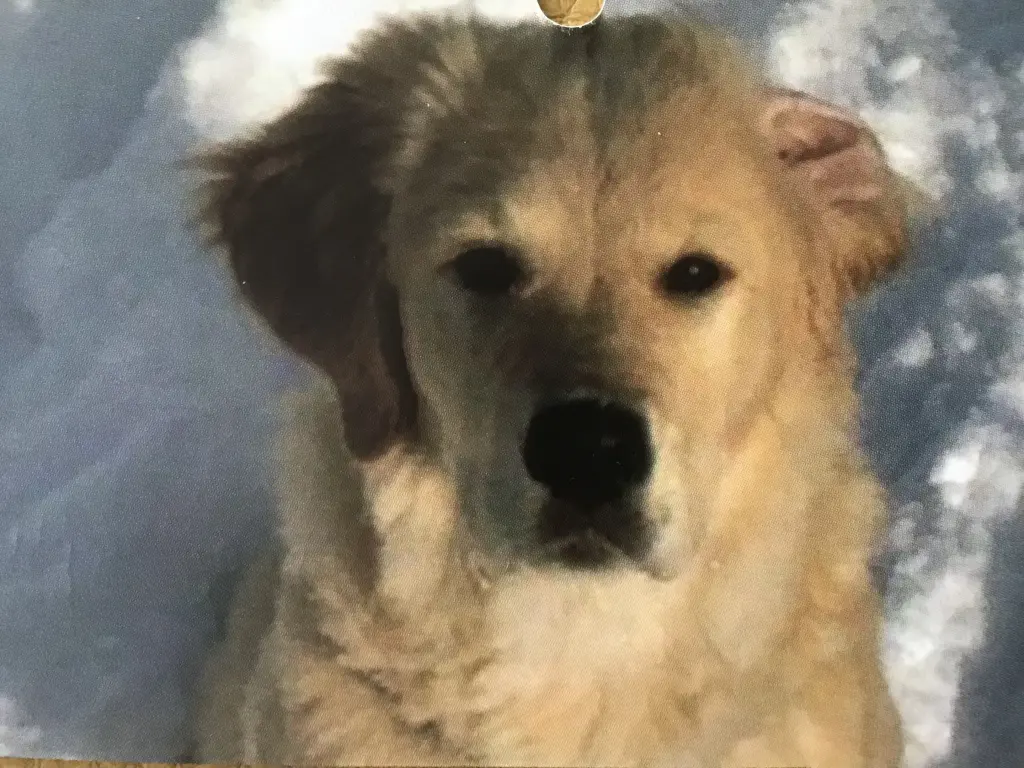 Condolence image of Angelika mit Luna ❤️