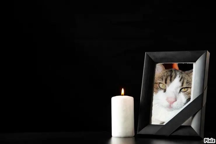 Condolence image of Deine Katzenmutti Tanja ❤