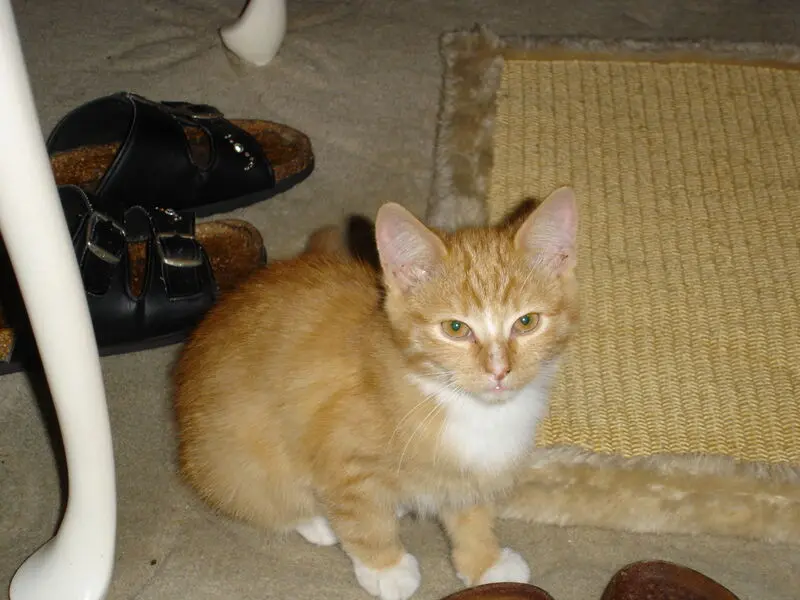 Condolence image of Danke von Presley