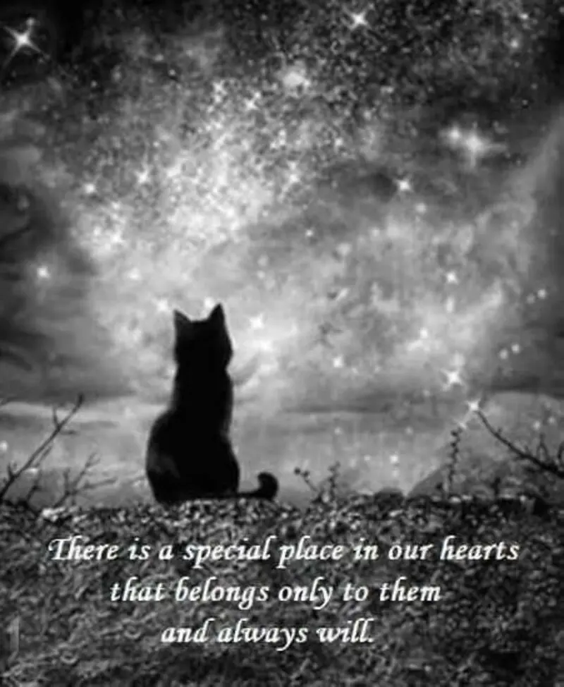 Condolence image of Corinna mit Emma, Vinni-Ved, Jengi, Blacky Pummelchen und anderen Sternleine im Herzen