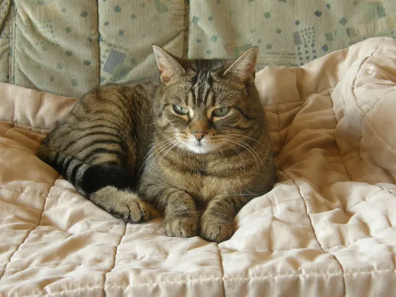 Condolence image of Neujahrsgrüße von Bernd mit Jersey im Herzen