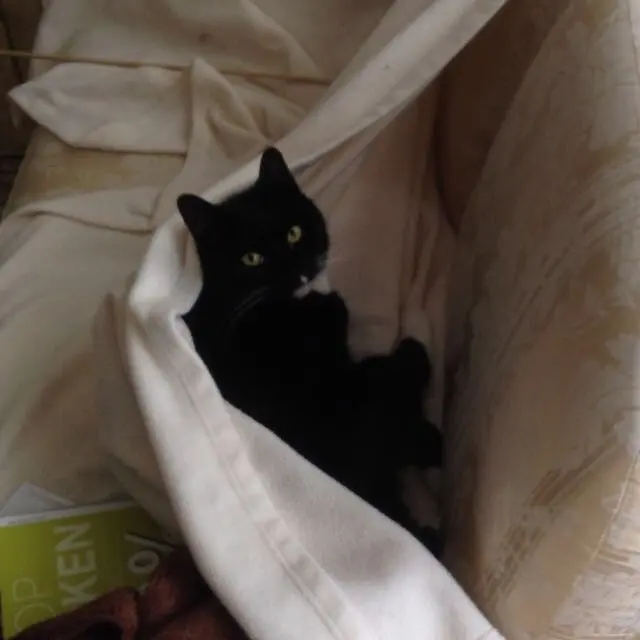 Condolence image of Heide mit Cita im Herzen❤️