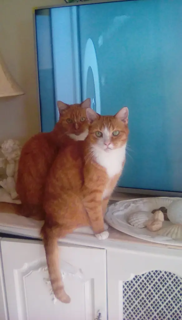 Condolence image of  Beate mit Elvis im Herzen ❤