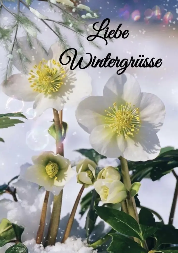 Condolence image of Heide mit Cita im Herzen❤️